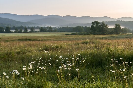 German foothill meadow with wildflowers and distant hills