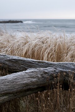 Ishikawa coastal meadow storm washed driftwood at the shore
