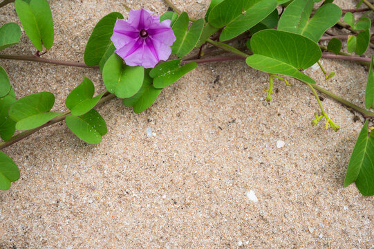 Purple beach morning glory flower and green leaves on coastal sand.