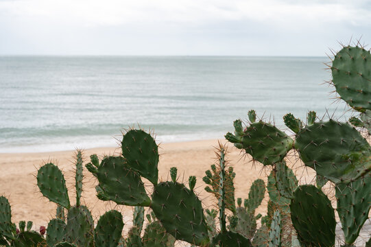 Prickly pear cactus growing by the sandy beach and ocean.