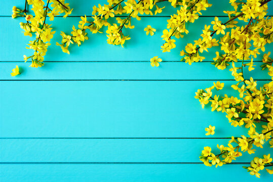Yellow spring flowers on a bright turquoise wooden background with copy space