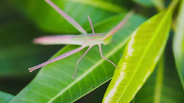 Vibrant green praying mantis resting elegantly on a lush green plant leaf slow motion 180fps Captured in Cinematic High Detail Footage