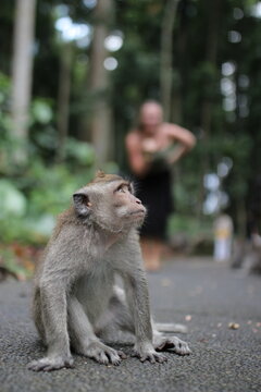 A crab-eating macaque, also known as a long-tailed macaque (Macaca fascicularis), sitting on a paved path, likely in the Sangeh Monkey Forest in Bali, Indonesia. Sacred Ubud Monkey Forest Sanctuary.
