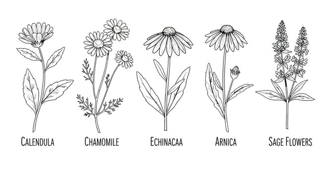 Botanical illustration collection featuring hand drawn herbal plants calendula chamomile echinacea arnica and sage flowers isolated on white background drawing.