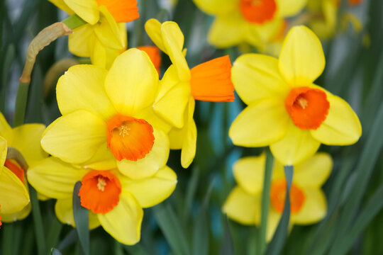 Narcissus poeticus yellow flower blooming