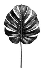 Obraz premium PNG Monstera leaf stipple art illustration in black and white.