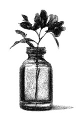 Obraz premium PNG Monochrome sketch of plant in glass bottle.