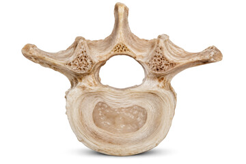 Obraz premium Human Vertebra Cross-Section Showing Spinal Anatomy on White Background