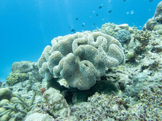 Sarcophyton sp. © 雅文 大石