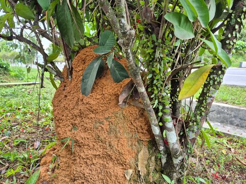 a mound of earth&mdash;a termite nest attached to a tree trunk