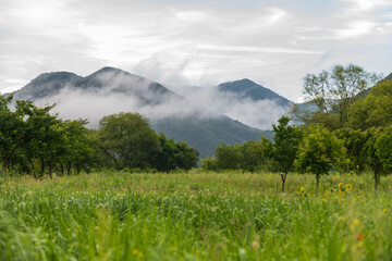 Misty clouds drift over lush green mountains and peaceful meadow field with scattered trees in rural Korean landscape. © 완수 안