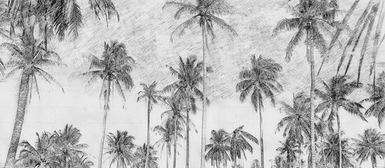 Coconut palm tree under blue sky. Vintage background. hand drawn style pencil sketch © Maria