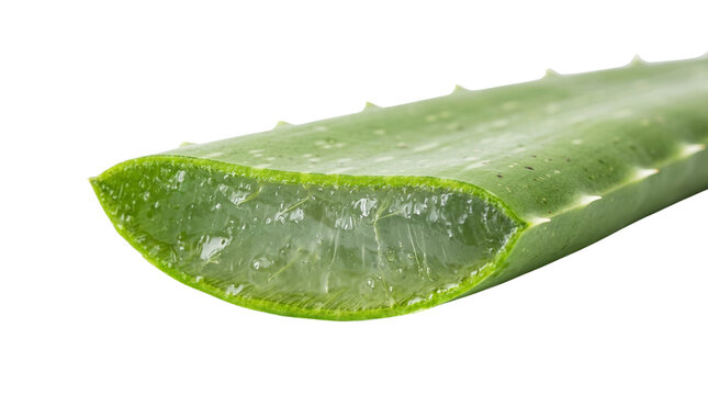 Fresh aloe vera leaf cross section, green succulent plant with transparent healing gel, organic skincare ingredient on white background