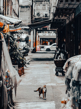 Calico Cat Standing Alert in Narrow Bangkok Alley with Shops and Plants