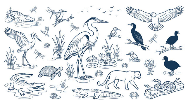 Wetland wildlife and swamp animals hand drawn illustration set.