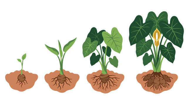 Taro plant growth stages from corm sprout to mature flowering leaf.