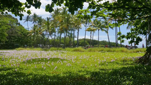 Punalu'u Pond, located in the southern portion of the big island of Hawaii, situated off the black sand beach, Punaluu Beach. Shot during early afternoon in April, 2023.