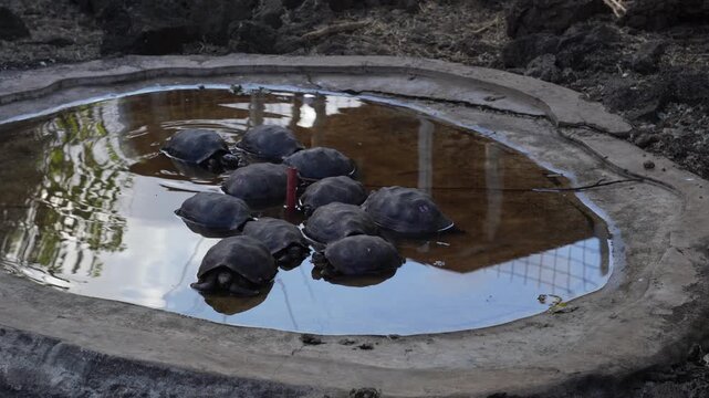 Giant Tortoises at the Charles Darwin Research Station, Santa Cruz Island, Galapagos