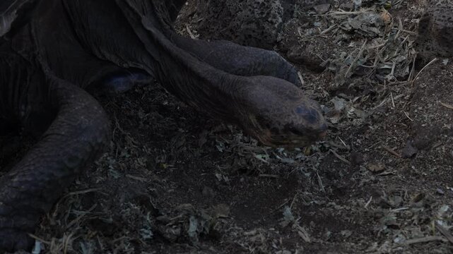 Giant Tortoises at the Charles Darwin Research Station, Santa Cruz Island, Galapagos