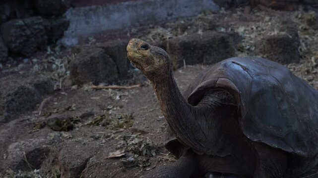 Giant Tortoises at the Charles Darwin Research Station, Santa Cruz Island, Galapagos