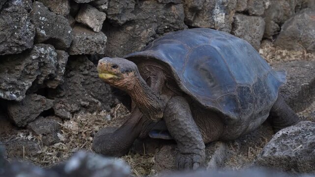 Giant Tortoises at the Charles Darwin Research Station, Santa Cruz Island, Galapagos