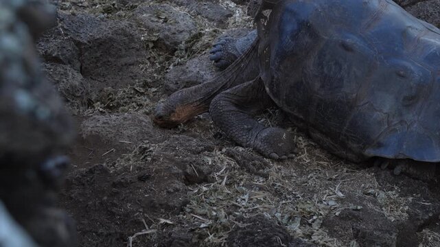 Giant Tortoises at the Charles Darwin Research Station, Santa Cruz Island, Galapagos