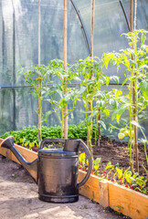Greenhouse in back garden with open door and bailer © Maria