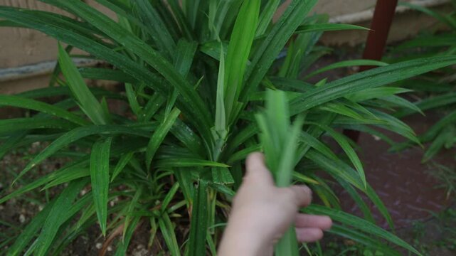Close up hands cut fresh pandan leaves with scissors from a green tropical plant in an outdoor home garden
