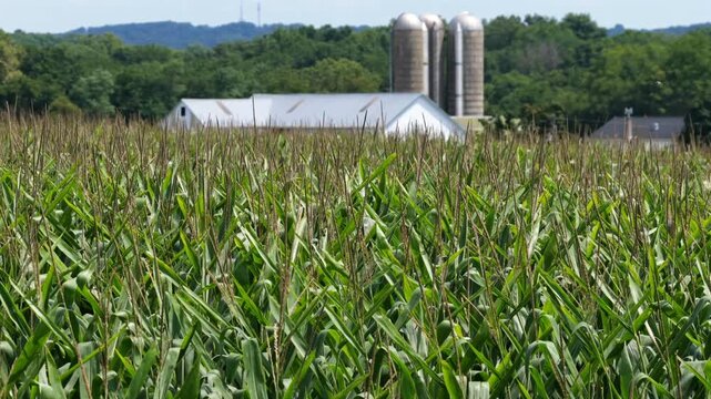 Dense green cornfield stretches toward twin metal grain silos and long white dairy barn on rural Pennsylvania farmland, distant wooded hillside rises behind rows under clear summer sky. Aerial wide