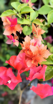  Bougainvillea,bugenvil,paper flower,bunga kertas,Its beauty comes from its brightly colored flower sheaths and attract attention because they grow densely.
