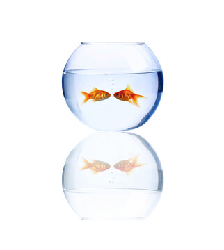 Goldfish kissing. High resolution image of goldfish kissing. They love each other and should be together all life nevermind the small space and transparency. Say hello them and watch tv or laptop.