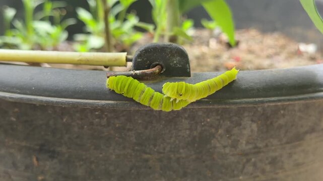 two bright green caterpillars meeting and interacting near a plastic handle attachment on the rim of a pot