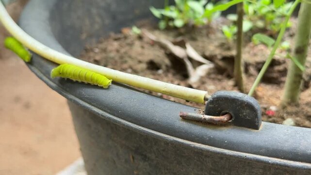 multiple bright green caterpillars near a yellow garden hose on the rim of a flower pot