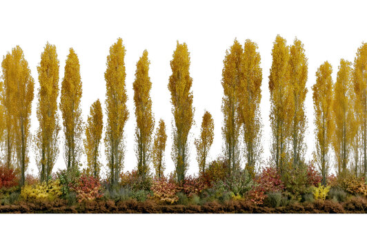 PNG Golden autumn poplar trees with colorful foliage backdrop, transparent background