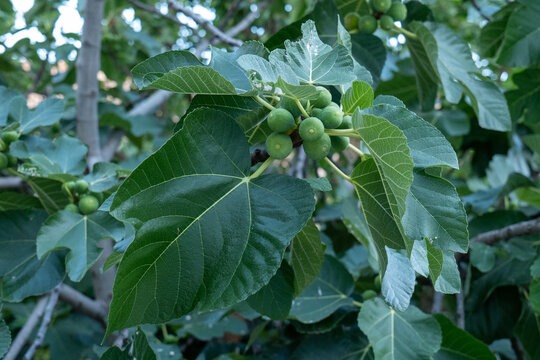 Cluster of unripe green common figs growing among large lobed leaves on a fig tree, Ficus carica, showing developing fruit in a summer garden.