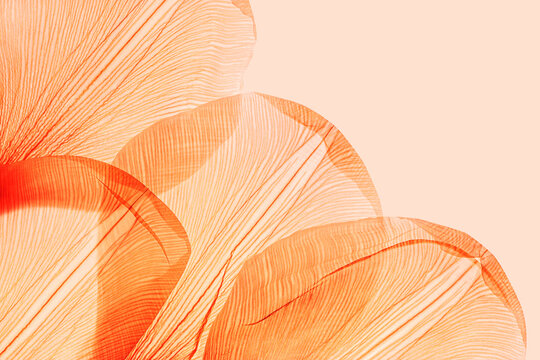 Abstract of flower petals, orange color leaves of natural texture as botanical design background. Macro photography delicate beauty nature organic pattern gradient color, dried petal with veins.