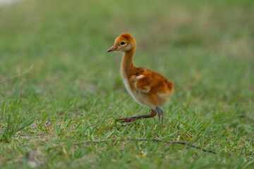 Cute little baby sandhill crane on the grass © Qing Zhao