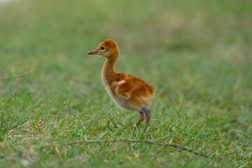 Cute little baby sandhill crane on the grass © Qing Zhao