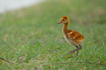 Cute little baby sandhill crane on the grass © Qing Zhao
