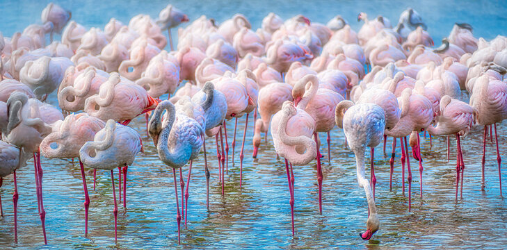 Flock of Greater Flamingos in the Camargue, France