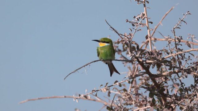 a slow motion clip of a swallow-tailed bee-eater perching on an acacia branch at etosha national park in namibia, africa