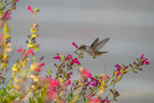 Hummingbird hover flowers