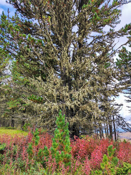 Siberian cedar pine tree covered with usnea barbata lichen hanging from branches. Red fireweed vegetation on forest ground with other pines in background under cloudy sky.