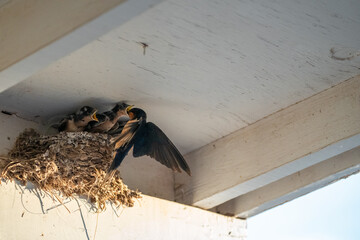 Parent swallow feed chick babies in the nest © Qing Zhao