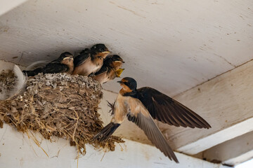 Parent swallow feed chick babies in the nest © Qing Zhao