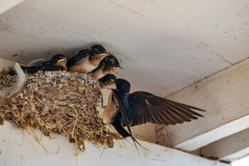 Parent swallow feed chick babies in the nest © Qing Zhao