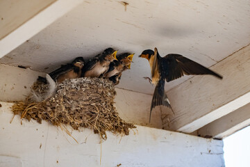 Parent swallow feed chick babies in the nest © Qing Zhao