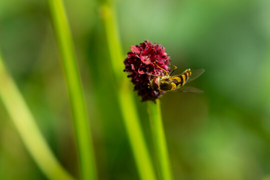 Marmalade hoverfly or Episyrphus balteatus feeding on a small, dark red flower head