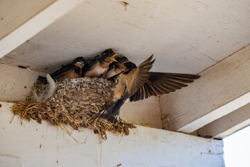Parent swallow feed chick babies in the nest © Qing Zhao