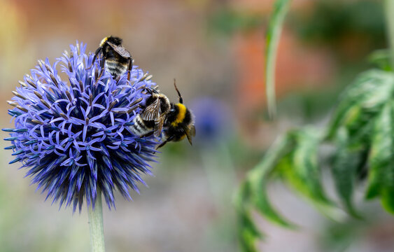 Two white-tailed bumblebee (Bombus lucorum) and common bombus on globe thistle (Echinops), a striking perennial plant with spherical, spiky blue flower heads that heavily attract bees